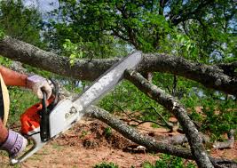 Professional Tree Services in Citrus Hills, FL