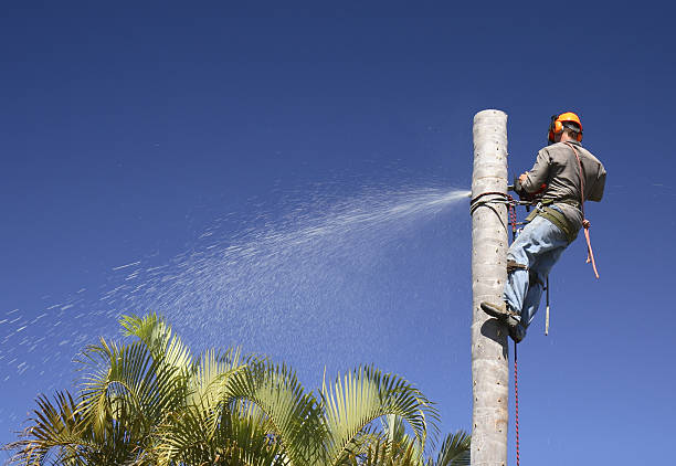 Best Commercial Tree Services  in Citrus Hills, FL