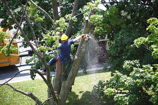 How Our Tree Care Process Works  in  Citrus Hills, FL